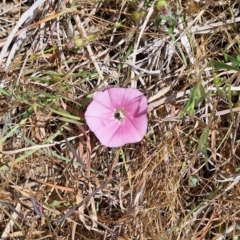 Lasioglossum (Chilalictus) sp. (genus & subgenus) at Franklin Grassland (FRA_5) - 15 Nov 2023