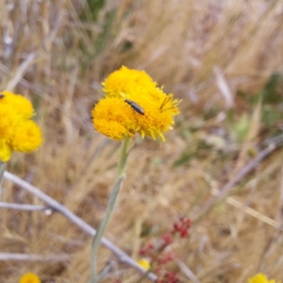 Dasytinae (subfamily) (Soft-winged flower beetle) at Budjan Galindji (Franklin Grassland) Reserve - 15 Nov 2023 by JenniM