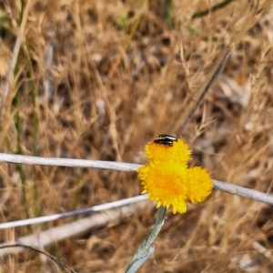 Dasytinae (subfamily) at Franklin Grassland (FRA_5) - 15 Nov 2023