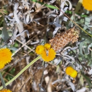 Tephritidae sp. (family) at Franklin Grassland (FRA_5) - 15 Nov 2023