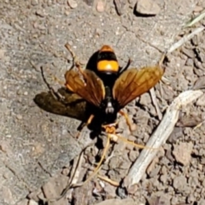 Cryptocheilus bicolor at Watson, ACT - 17 Nov 2023 11:34 AM