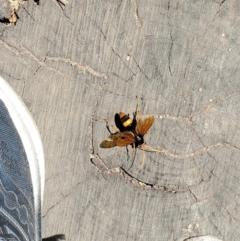 Cryptocheilus bicolor at Watson, ACT - 17 Nov 2023 11:34 AM