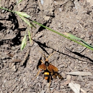 Cryptocheilus bicolor at Watson, ACT - 17 Nov 2023 11:34 AM