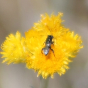 Chalcididae (family) at Franklin Grassland (FRA_5) - 15 Nov 2023