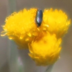 Dasytinae (subfamily) at Franklin Grassland (FRA_5) - 15 Nov 2023 01:44 PM