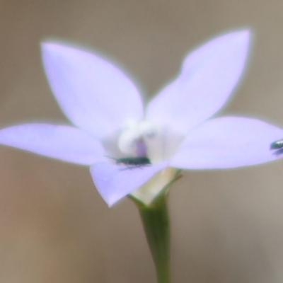 Dasytinae (subfamily) (Soft-winged flower beetle) at Budjan Galindji (Franklin Grassland) Reserve - 15 Nov 2023 by JenniM