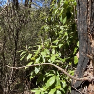 Olearia argophylla at Namadgi National Park - 7 Oct 2023