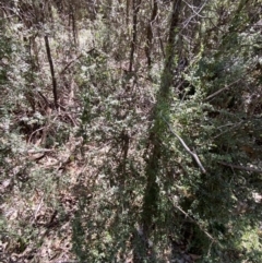 Coprosma quadrifida (Prickly Currant Bush, Native Currant) at Cotter River, ACT - 7 Oct 2023 by Tapirlord