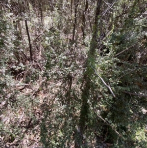 Coprosma quadrifida at Namadgi National Park - 7 Oct 2023