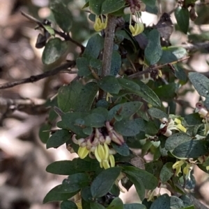 Coprosma quadrifida at Namadgi National Park - 7 Oct 2023