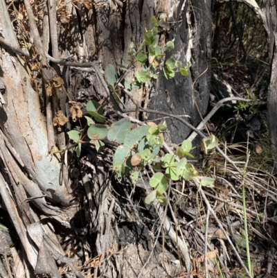 Eucalyptus dalrympleana subsp. dalrympleana (Mountain Gum) at Cotter River, ACT - 7 Oct 2023 by Tapirlord