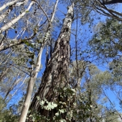 Eucalyptus dalrympleana subsp. dalrympleana at Namadgi National Park - 7 Oct 2023