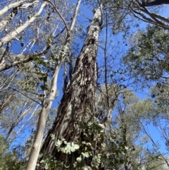 Eucalyptus dalrympleana subsp. dalrympleana at Namadgi National Park - 7 Oct 2023 02:35 PM