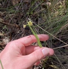 Luzula flaccida (Pale Woodrush) at Namadgi National Park - 7 Oct 2023 by Tapirlord