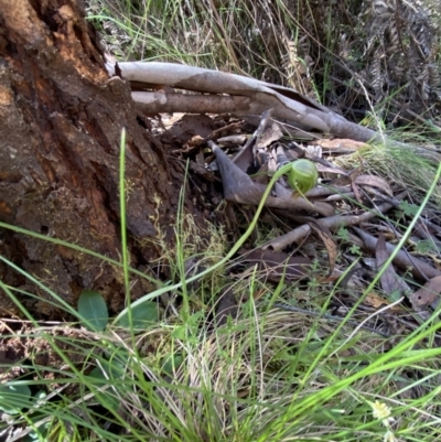 Pterostylis nutans (Nodding Greenhood) at Cotter River, ACT - 7 Oct 2023 by Tapirlord