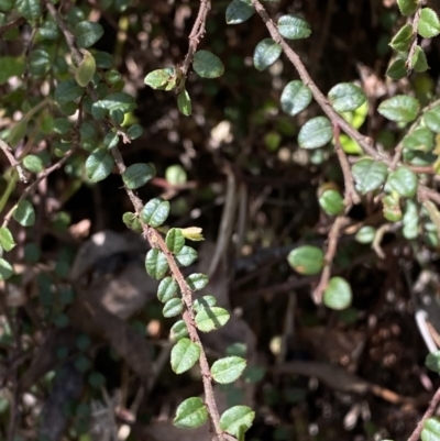 Bossiaea buxifolia (Matted Bossiaea) at Namadgi National Park - 7 Oct 2023 by Tapirlord