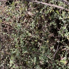 Bossiaea buxifolia at Namadgi National Park - 7 Oct 2023