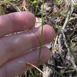 Drosera auriculata at Namadgi National Park - 7 Oct 2023 02:26 PM