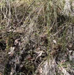 Drosera auriculata at Namadgi National Park - 7 Oct 2023 02:26 PM