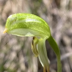 Bunochilus montanus (ACT) = Pterostylis jonesii (NSW) (Montane Leafy Greenhood) at Namadgi National Park - 7 Oct 2023 by Tapirlord