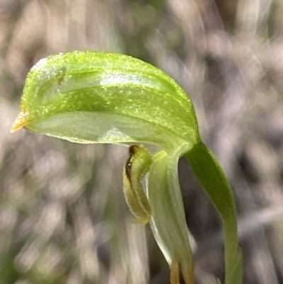 Bunochilus montanus (Montane Leafy Greenhood) at Cotter River, ACT - 7 Oct 2023 by Tapirlord