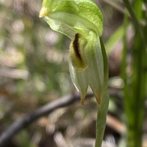 Bunochilus montanus (ACT) = Pterostylis jonesii (NSW) at Namadgi National Park - suppressed