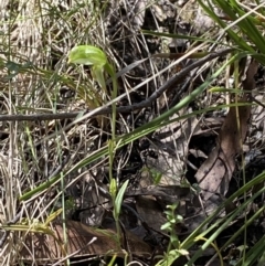 Bunochilus montanus (ACT) = Pterostylis jonesii (NSW) at Namadgi National Park - suppressed