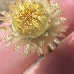 Coronidium scorpioides (Button Everlasting) at Namadgi National Park - 7 Oct 2023 by Tapirlord