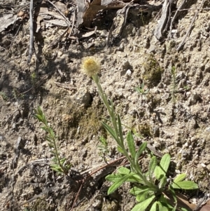 Coronidium scorpioides at Namadgi National Park - 7 Oct 2023