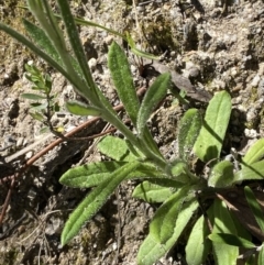 Coronidium scorpioides at Namadgi National Park - 7 Oct 2023