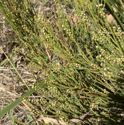 Choretrum pauciflorum (Dwarf Sour Bush) at Namadgi National Park - 7 Oct 2023 by Tapirlord