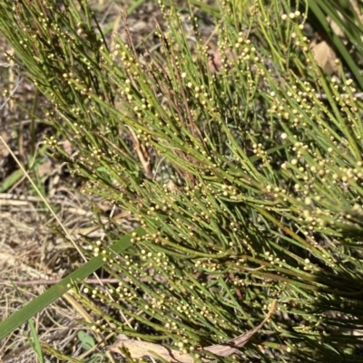 Choretrum pauciflorum (Dwarf Sour Bush) at Cotter River, ACT - 7 Oct 2023 by Tapirlord