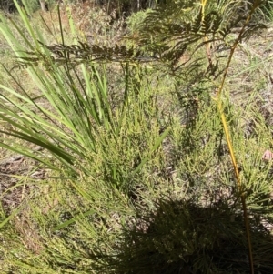 Choretrum pauciflorum at Namadgi National Park - 7 Oct 2023