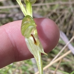 Bunochilus montanus (ACT) = Pterostylis jonesii (NSW) at Namadgi National Park - suppressed