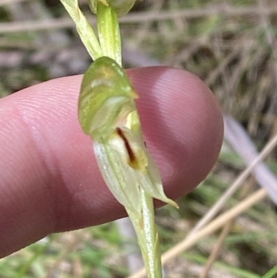 Bunochilus montanus (Montane Leafy Greenhood) at Namadgi National Park - 7 Oct 2023 by Tapirlord