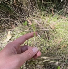 Bunochilus montanus (ACT) = Pterostylis jonesii (NSW) at Namadgi National Park - suppressed