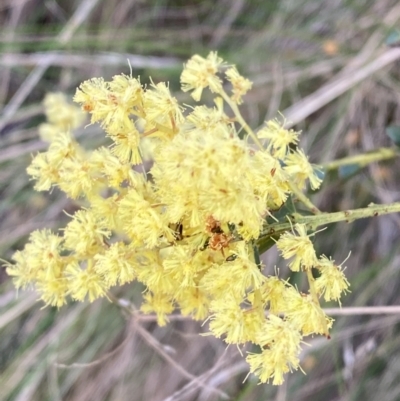 Acacia pravissima (Wedge-leaved Wattle, Ovens Wattle) at Cotter River, ACT - 7 Oct 2023 by Tapirlord