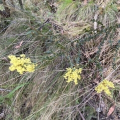 Acacia pravissima at Namadgi National Park - 7 Oct 2023