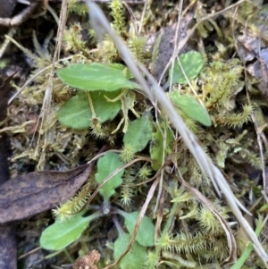 Lagenophora stipitata at Namadgi National Park - 7 Oct 2023 02:16 PM