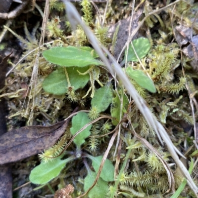 Lagenophora stipitata (Common Lagenophora) at Cotter River, ACT - 7 Oct 2023 by Tapirlord