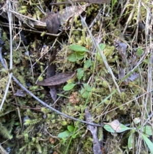 Lagenophora stipitata at Namadgi National Park - 7 Oct 2023 02:16 PM