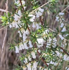 Leucopogon fletcheri subsp. brevisepalus (Twin Flower Beard-Heath) at Cotter River, ACT - 7 Oct 2023 by Tapirlord