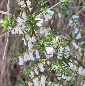 Leucopogon fletcheri subsp. brevisepalus at Namadgi National Park - 7 Oct 2023