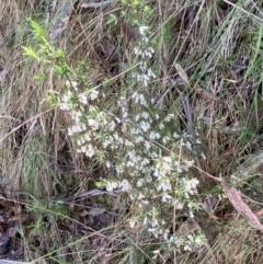 Styphelia fletcheri subsp. brevisepala at Namadgi National Park - 7 Oct 2023