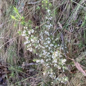Leucopogon fletcheri subsp. brevisepalus at Namadgi National Park - 7 Oct 2023