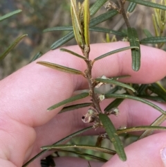 Hovea asperifolia subsp. asperifolia (Rosemary Hovea) at Cotter River, ACT - 7 Oct 2023 by Tapirlord