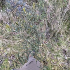 Hovea asperifolia subsp. asperifolia at Namadgi National Park - 7 Oct 2023 02:13 PM