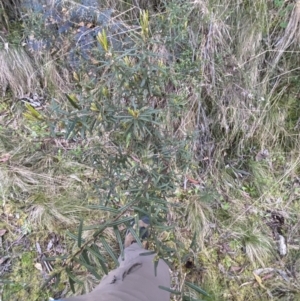 Hovea asperifolia subsp. asperifolia at Namadgi National Park - 7 Oct 2023