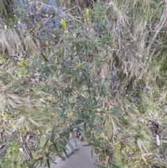 Hovea asperifolia subsp. asperifolia at Namadgi National Park - 7 Oct 2023 02:13 PM
