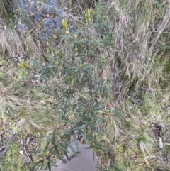 Hovea asperifolia subsp. asperifolia at Namadgi National Park - 7 Oct 2023